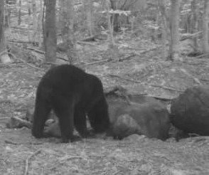 maine black bear hunting www.sprucemtn.com